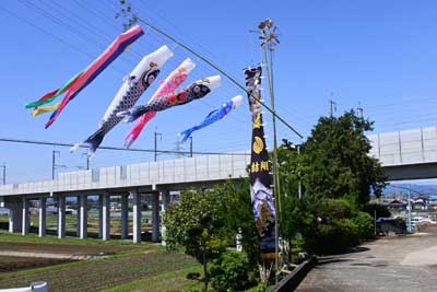 鯉のぼり(鯉幟、こいのぼり) (大村歳時記シリーズ、長崎県 大村の民俗